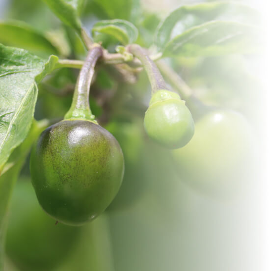 Plum