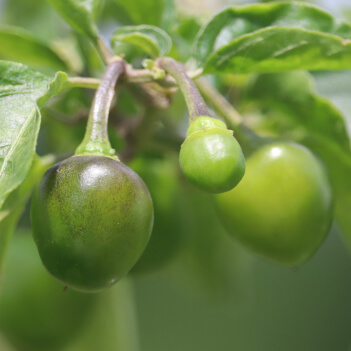 Plum
